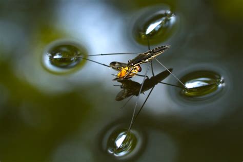 Freshwater Insect Pictures -- National Geographic