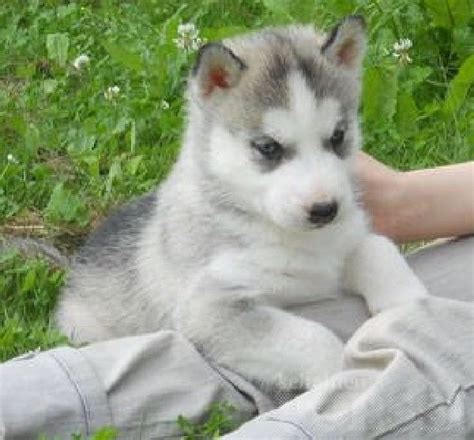 Funny Siberian Husky Puppies For Adoption In Ct - l2sanpiero