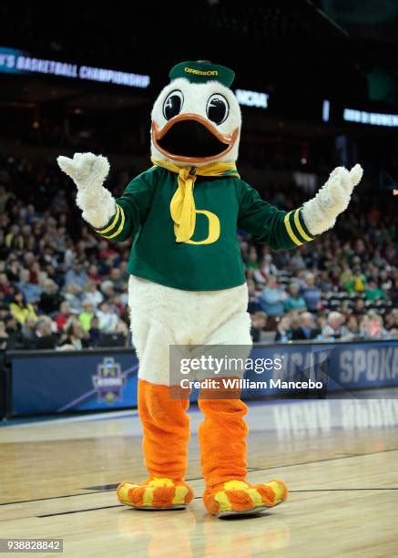 Oregon Duck Mascot Photos and Premium High Res Pictures - Getty Images