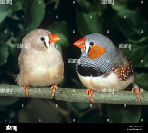 Zebra Finches Male And Female