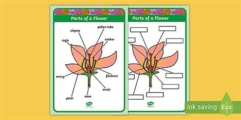 Flower Labelled - Labelling a Flower Worksheet for Kids