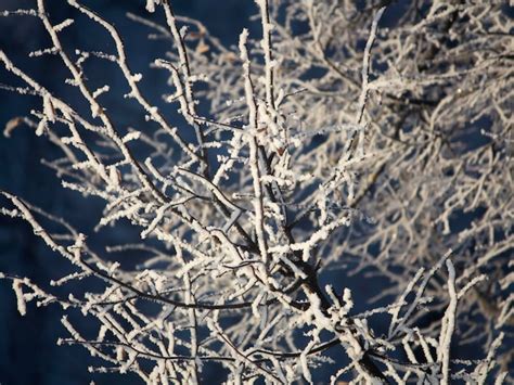 Premium Photo | White snow on bare tree branches on a frosty winter day ...