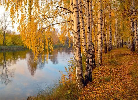 Meet 12 Species of Birch Trees - Betula Genus