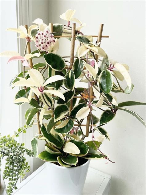 The Amazing Variegated Hoya Carnosa Krimson Queen - Article onThursd