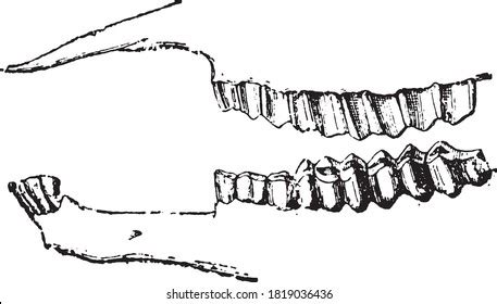 Herbivore Dinosaurs Teeth