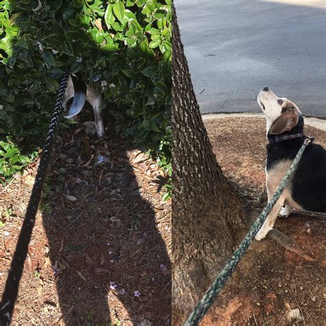 Chasing cats and squirrels. 🐱 : r/beagle