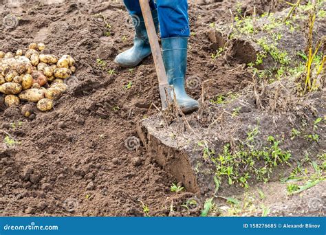 New Potato Harvesting on a Potato Field Stock Image - Image of agronomy, grow: 158276685