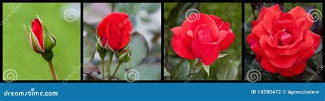 Rose blooming stock photo. Image of rose, collection - 14380472