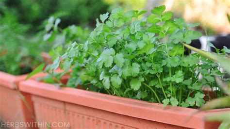 Growing Coriander In Pots [Super Simple] - Herbs Within