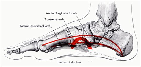 The Real Meaning of Arch Support | Dreamclinic Massage in Seattle, Bellevue, Redmond