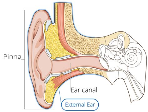 Can Hair In Ears Cause Hearing Loss at William Rendon blog