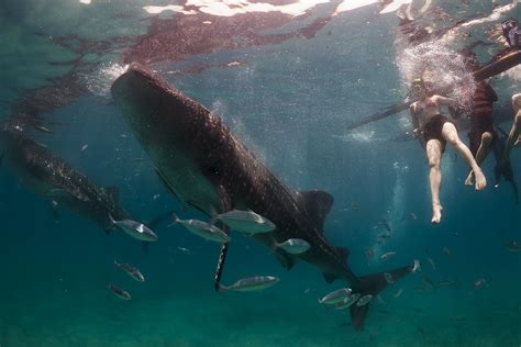Whale Shark Watchers | The whale sharks of Oslob enjoying a … | Flickr
