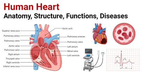 Human Heart Labeled With Arteries