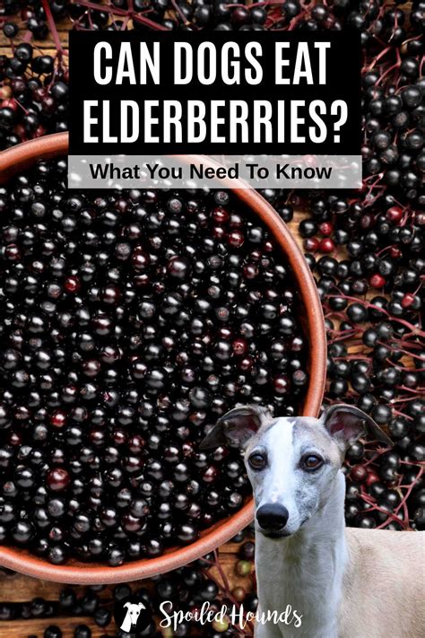 Can Dogs Eat Elderberries? What You Need To Know