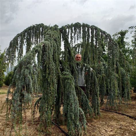 Cedrus atlantica Glauca - Tree - Matteini Tranquillo