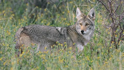 Coyotes | Arizona Highways