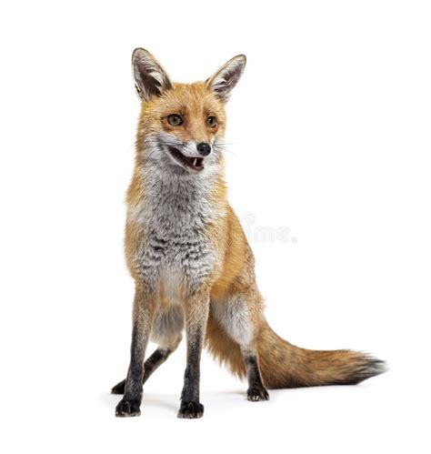 Red Fox Standing in Front, Two Years Old, Isolated Stock Photo - Image of standing, vulpes ...