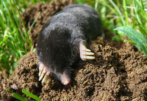 #1 Mole Control & Vole Pest Control | Senske Services