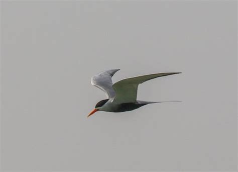 Black-bellied Tern - BirdForum Opus | BirdForum