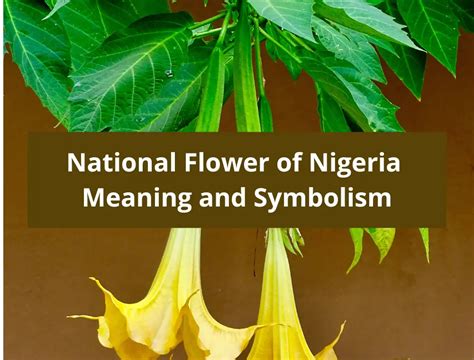 What is the national flower of Nigeria, Meaning and Symbolism