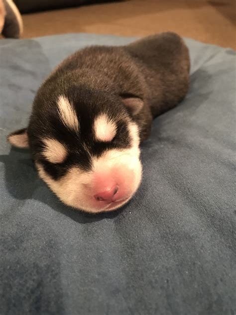 Newborn Siberian Husky | Newborn puppies, Siberian husky, Cute animals