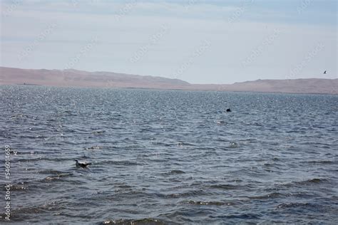 Paracas is a city on the west coast of Peru. It is known for its ...