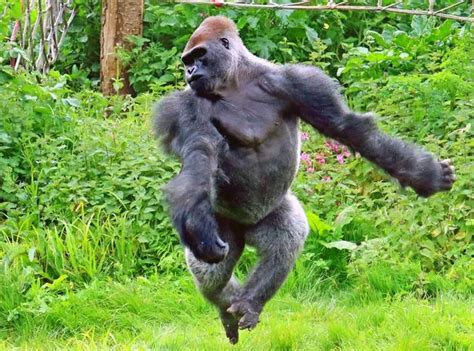 Dancing gorilla Kionda wows crowds as he 'performs ballet' at Paignton ...