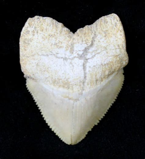 Large Squalicorax (Crow Shark) Fossil Tooth (#19285) For Sale ...