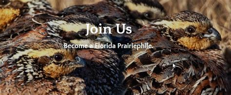 Friends of Kissimmee Prairie Preserve | Florida State Parks