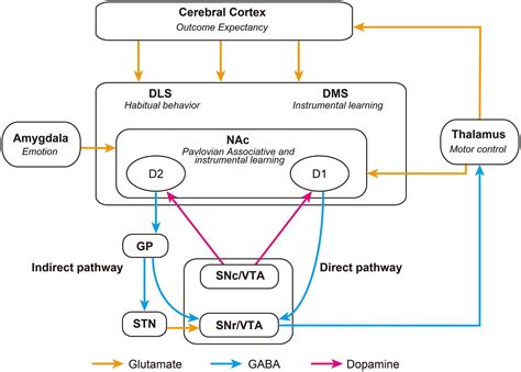 Frontiers | Striatal direct and indirect pathways control decision-making behavior | Psychology