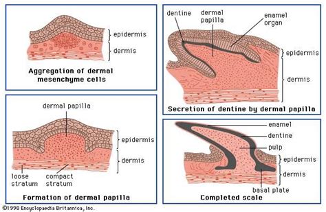 Dermal papilla | anatomy | Britannica.com