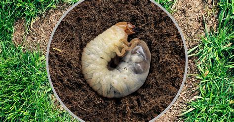 How To Get Rid of Grub Worms In Your Lawn | IFA's Helping to Grow Blog