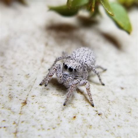 Pygmy Gray Jumping Spider (Habronattus sp.) - Available Jumping Spiders ...