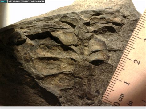 ARTHROPOD? - Fossil ID - The Fossil Forum