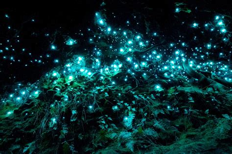 4 glow-in-the-dark worms