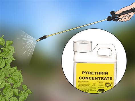 How to Control Aphids (with Pictures) - wikiHow