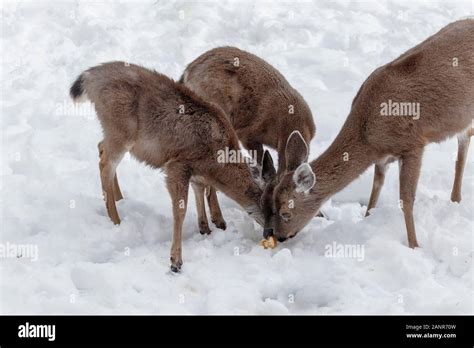 A blacktail deer doe and her two fawns stand in the snow with their heads close alongside each ...