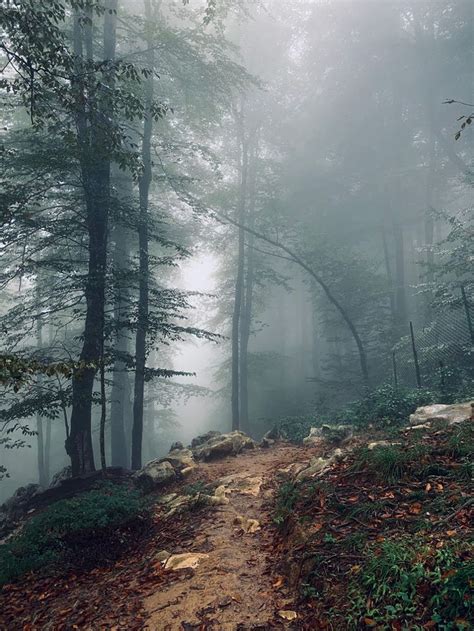 Misty forest by Amin Honarparvar / 500px | Misty forest, Forest ...