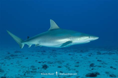 Blacknose Shark - Carcharhinus acronotus