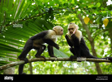 Capuchin Monkeys in tree, Manuel Antonio, Costa Rica Stock Photo - Alamy