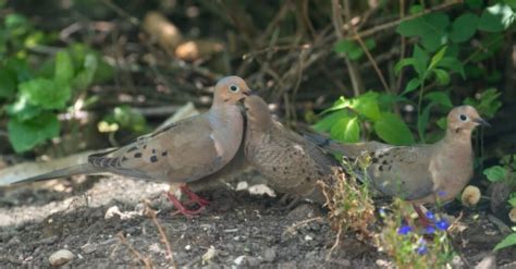 What Do Mourning Doves Eat? - IMP WORLD