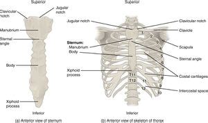 Flail Chest - Physiopedia