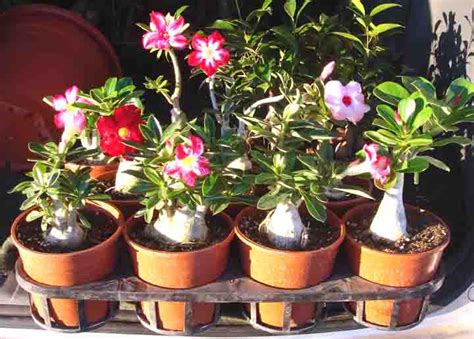 Adenium Plants Care: growing tips, planting, cutting, pruning. Diseases and pests, seeds