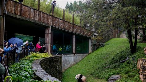 Pandas in DC: A new hope? National Zoo ‘in discussions’ with Chinese ...