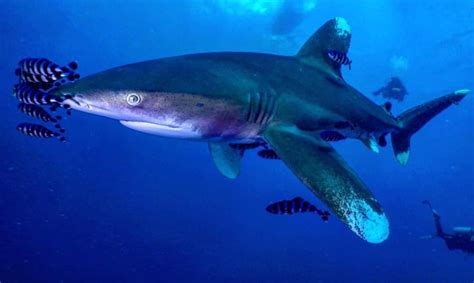 Oceanic Whitetip, Brothers island, Red Sea, Egypt : r/sharks