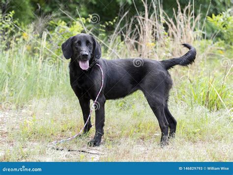 Black Labrador Retriever Dog Outside on Leash Wagging Tail Stock Image ...