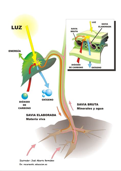 mda_fotosíntesis 1 Science Diagrams, Reading Comprehension Skills ...