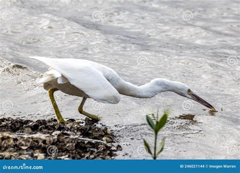 White Morph Eastern Reef Egret in Queensland Australia Stock Photo - Image of australasian ...