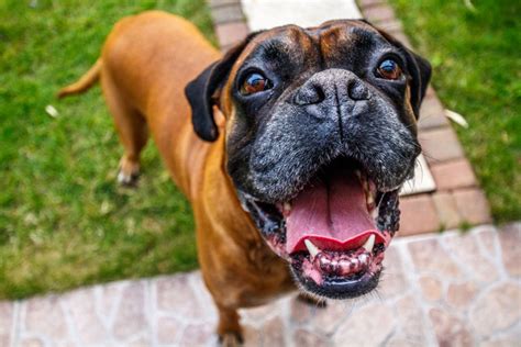 Best Head Collars for Boxers | Dog Training Nation