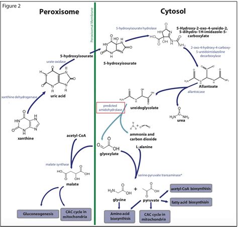 ISOP on Twitter: ""The Phylum #Apicomplexa is a quintessentially ...